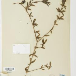 Fendlera Engelm. & A.Gray