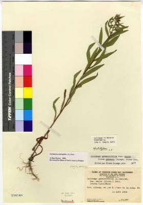 Euthamia (Nutt.) Cass.