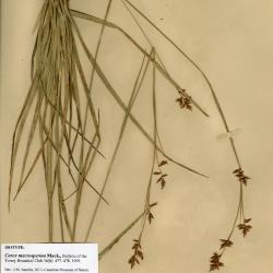 Carex humboldtiana