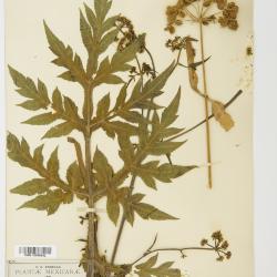 Prionosciadium S.Watson