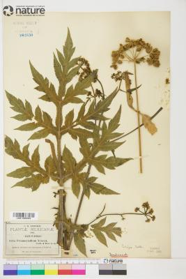 Prionosciadium S.Watson