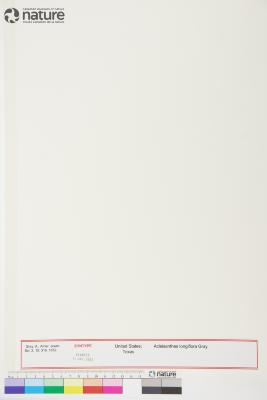 Acleisanthes longiflora