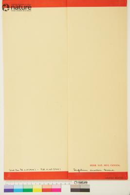 Trifolium Tourn. ex L.