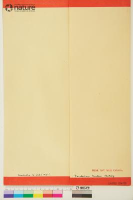 Penstemon leiophyllus