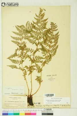 Athyrium americanum