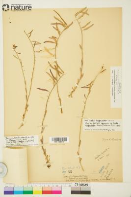 Boechera drepanoloba