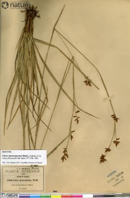 Carex humboldtiana