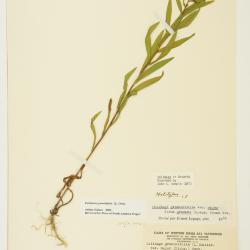 Euthamia (Nutt.) Cass.