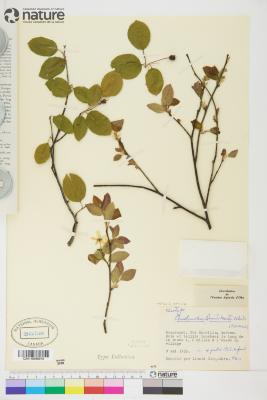 Amelanchier quinti-martii