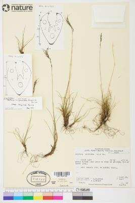 Festuca viviparoidea