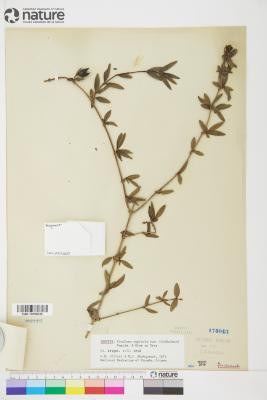 Fendlera Engelm. & A.Gray