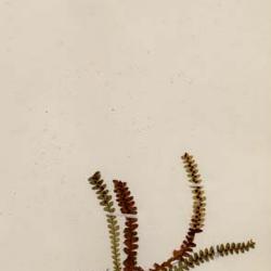 Polypodium L.