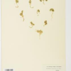 Navarretia leucocephala