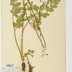 Deanea J.M.Coult. & Rose