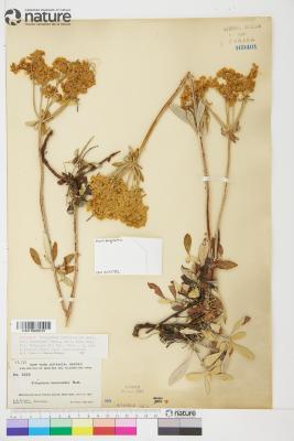 Eriogonum heracleoides