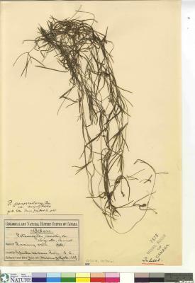 Potamogeton pusillus