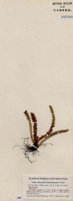 Polypodium L.