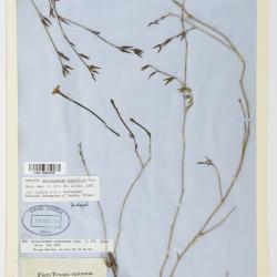 Acleisanthes longiflora