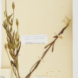 Gentianopsis virgata