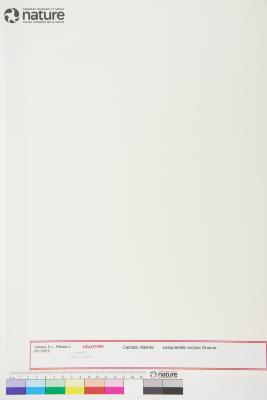 Lesquerella S.Watson