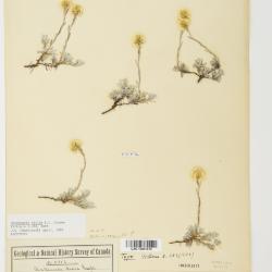 Antennaria microphylla