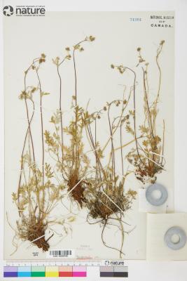 Potentilla pulchella