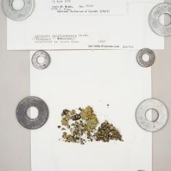 Omphalodina opiniconensis