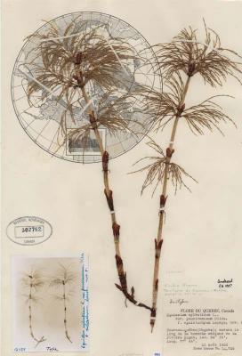 Equisetum sylvaticum