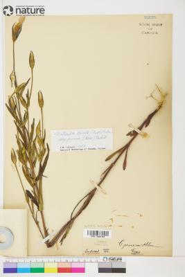 Gentianopsis virgata