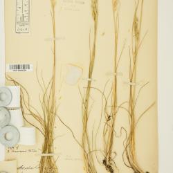 Danthonia californica