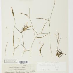 Potamogeton sibiricus