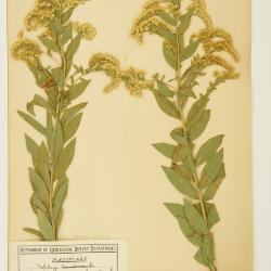 Solidago altissima