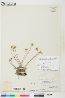 Antennaria monocephala