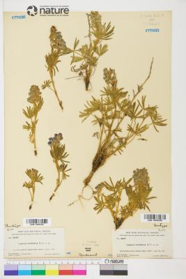 Lupinus monticola
