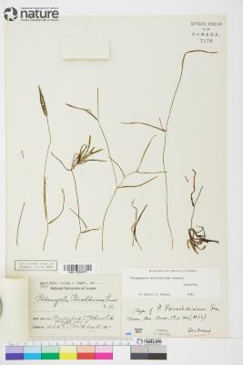 Potamogeton sibiricus