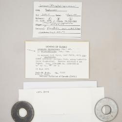 Omphalodina opiniconensis