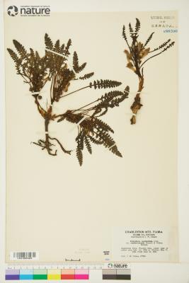 Pedicularis semibarbata