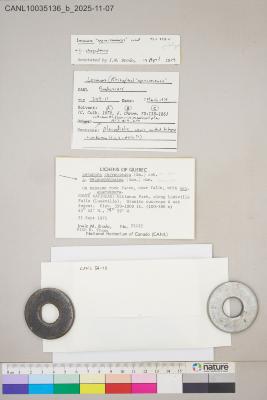 Omphalodina opiniconensis