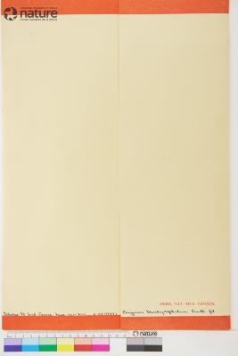 Erigeron brachycephalus