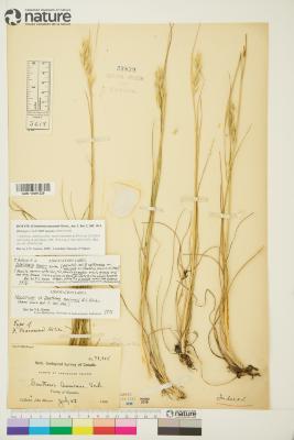 Danthonia californica