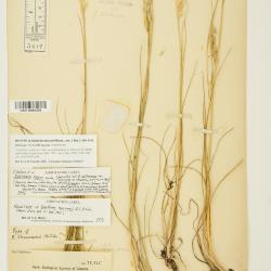 Danthonia californica