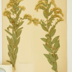 Solidago altissima