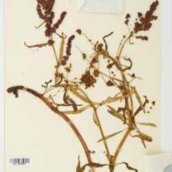 Rumex subarcticus