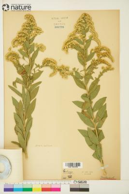 Solidago altissima