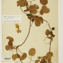 Clematis L.