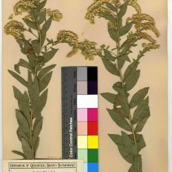Solidago altissima