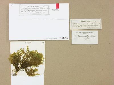 Scleropodium obtusifolium