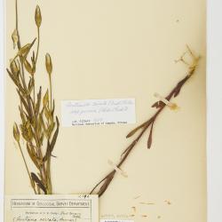 Gentianopsis virgata