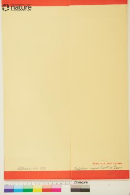 Trifolium Tourn. ex L.