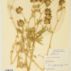 Trifolium Tourn. ex L.